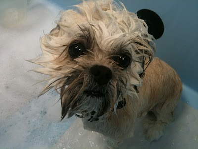 Grooming Van Image