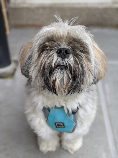 Grooming Van Image