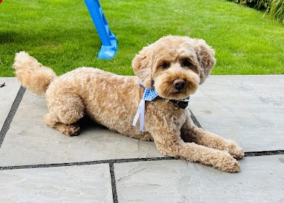 Grooming Van Image