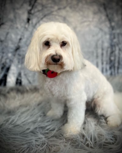 Grooming Van Image