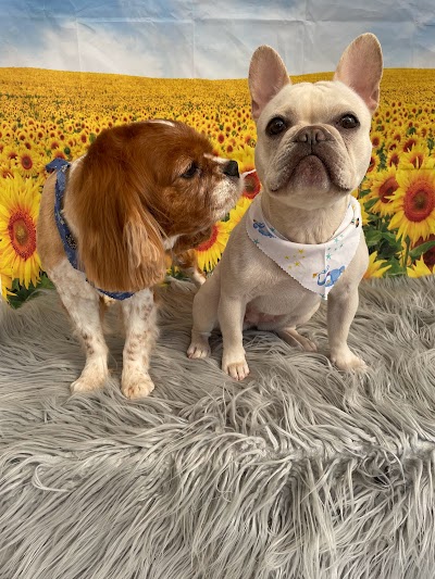 Grooming Van Image