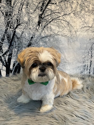 Grooming Van Image