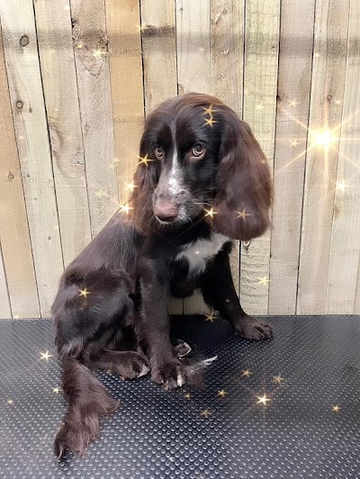 Grooming Van Image