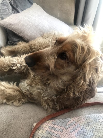 Grooming Van Image
