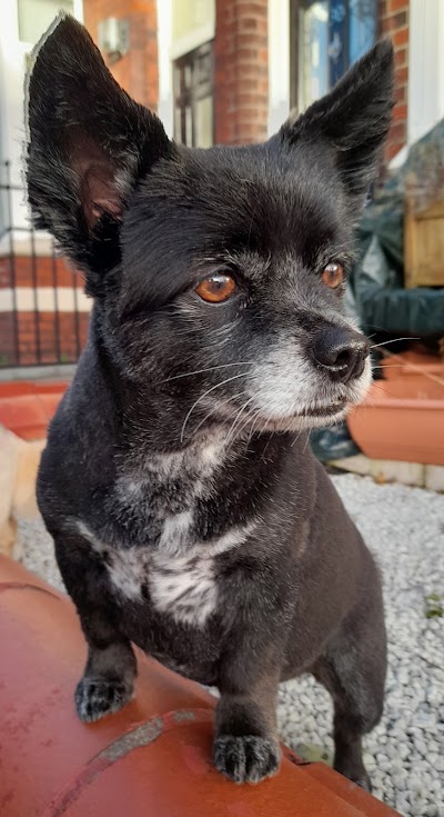 Grooming Van Image