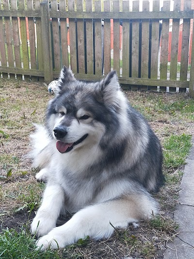 Grooming Van Image