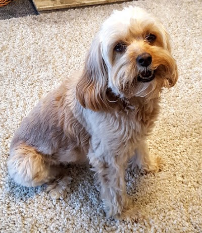 Ruff to Fluff Grooming