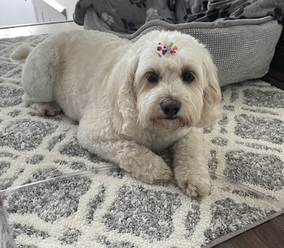 Grooming Van Image
