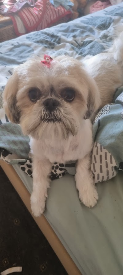 Grooming Van Image
