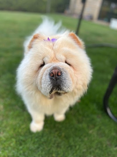 Grooming Van Image
