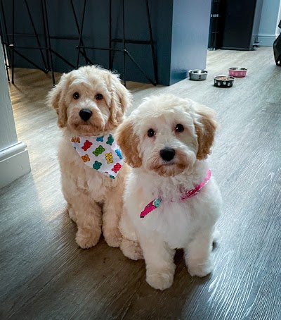 Grooming Van Image