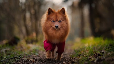 Grooming Van Image