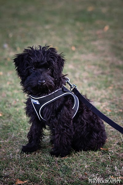 Grooming Van Image