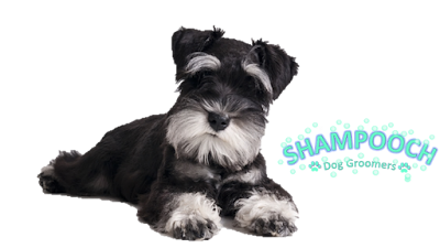 Shampooch Dog Groomers