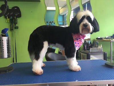 Grooming Van Image