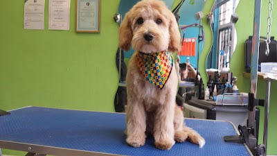 Grooming Van Image