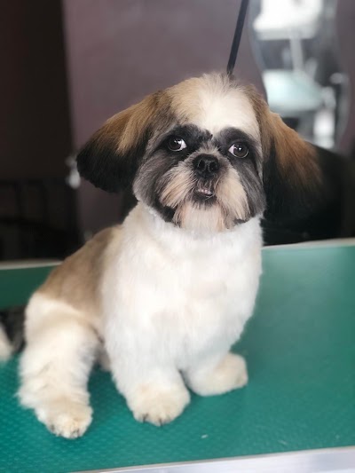 Grooming Van Image