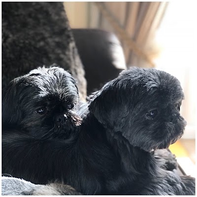 Shampoochie Dog Grooming Stockport