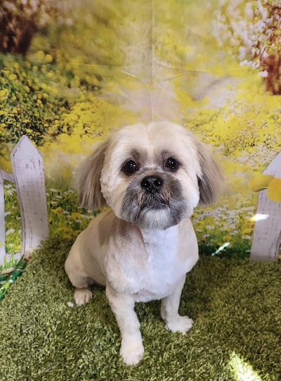 Grooming Van Image