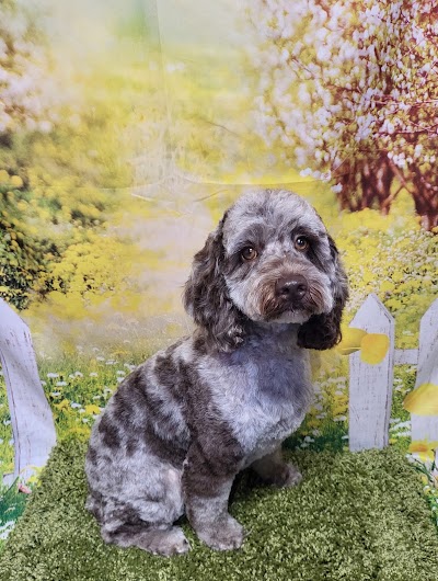 Grooming Van Image
