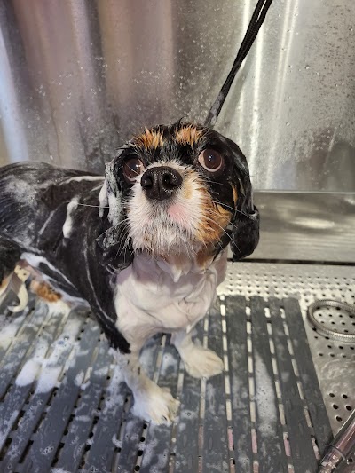 Grooming Van Image