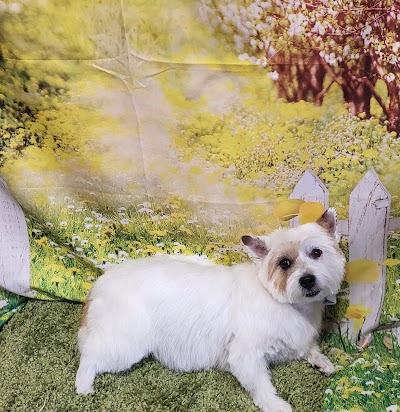 Grooming Van Image