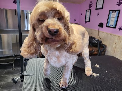 Grooming Van Image