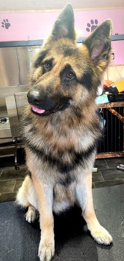 Grooming Van Image