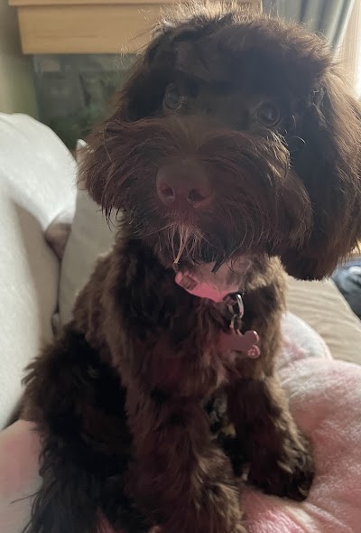 Grooming Van Image