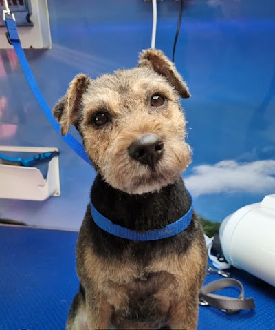 Grooming Van Image