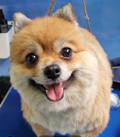 Grooming Van Image