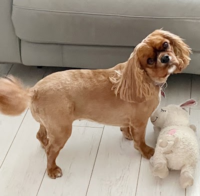 Grooming Van Image
