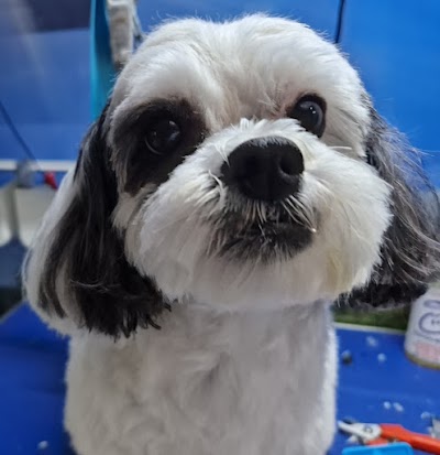 Grooming Van Image