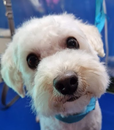 Superstar Dogs. Mobile dog grooming