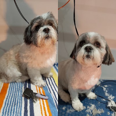 Grooming Van Image