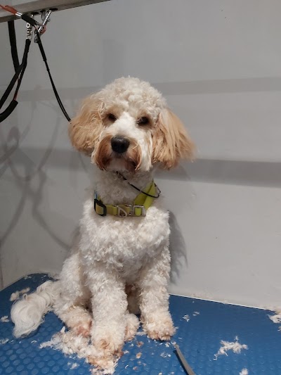 Grooming Van Image