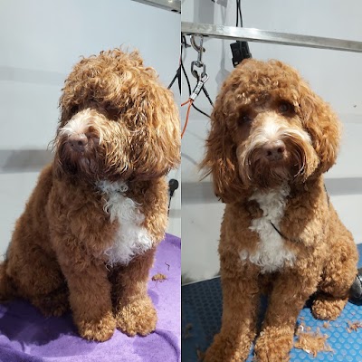 Grooming Van Image
