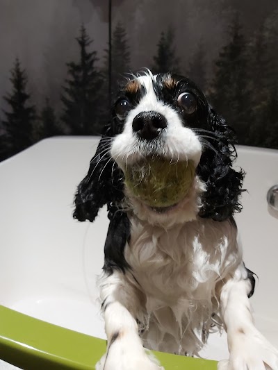 Grooming Van Image