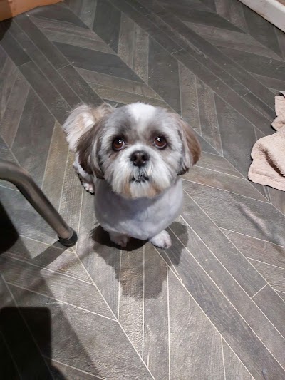 Grooming Van Image