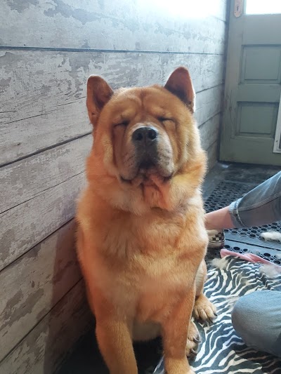 Grooming Van Image