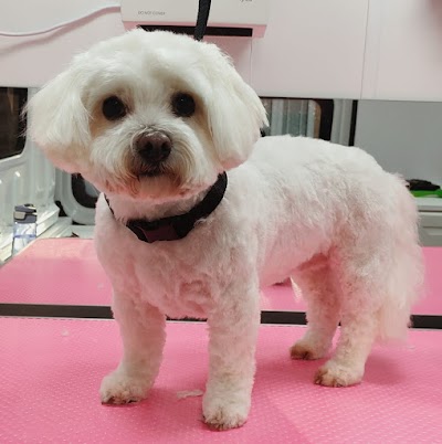Grooming Van Image