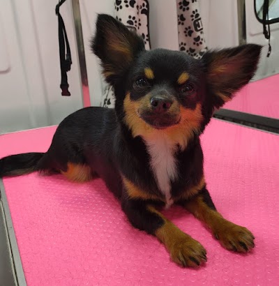 Grooming Van Image