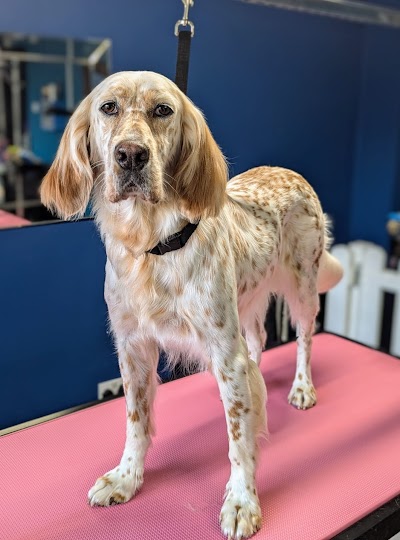 Grooming Van Image
