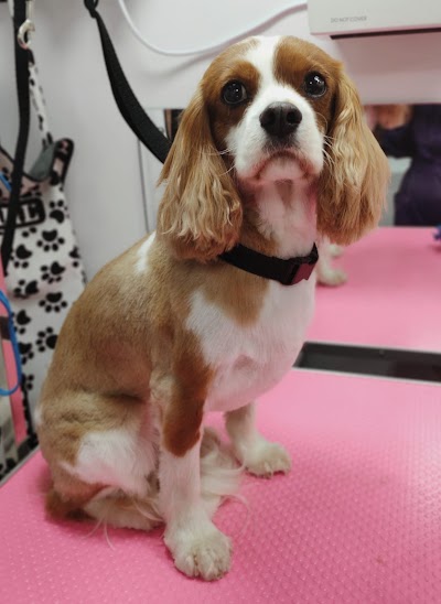 Grooming Van Image