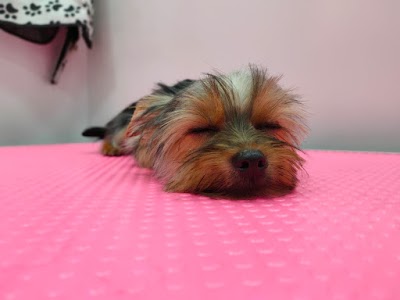 Grooming Van Image