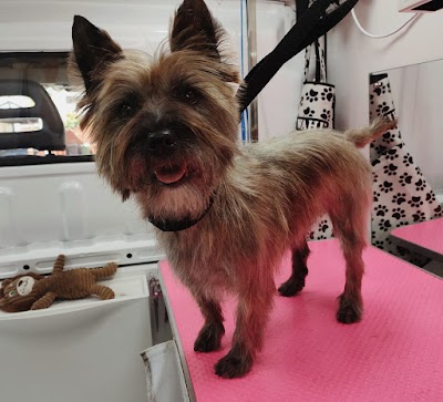 Teddy Lancaster Dog Grooming