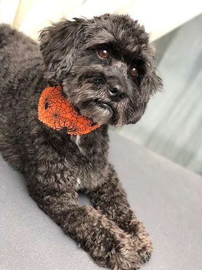 Grooming Van Image
