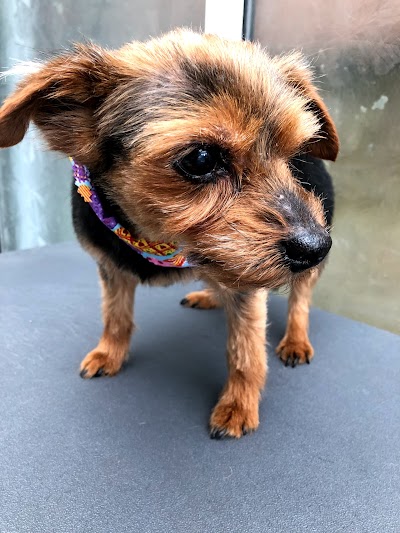 Grooming Van Image