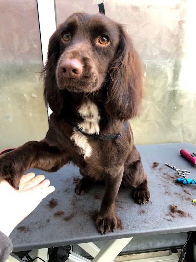 Grooming Van Image