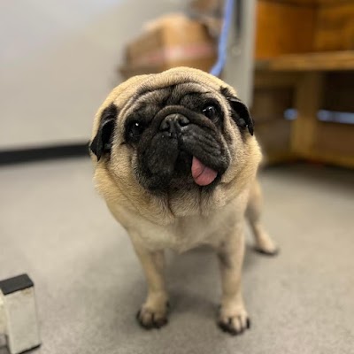 Grooming Van Image